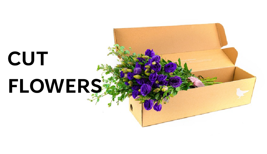 Cut Flowers