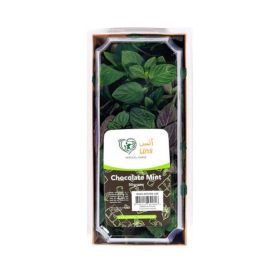 Uns Chocolate Mint