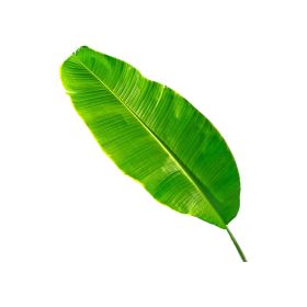 Banana Leaves