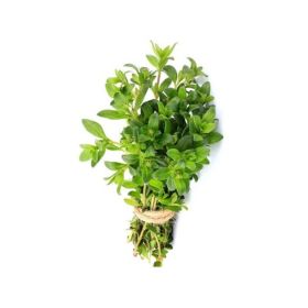 Premium Zaatar Leaves