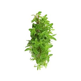 Fresh Zaatar Leaves Local