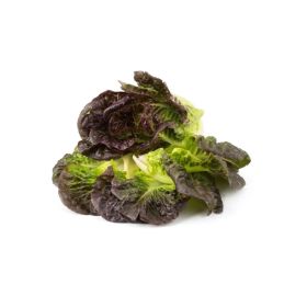 Lettuce Oakleaf Red Holland