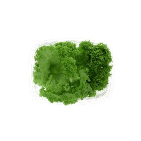 Lettuce Lollo Bionda Holland
