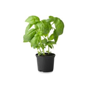 Basil Pot Holland