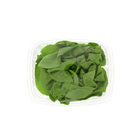 Lettuce Bostan Holland