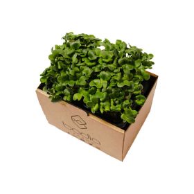 Badia Green Radish Badida 2'S