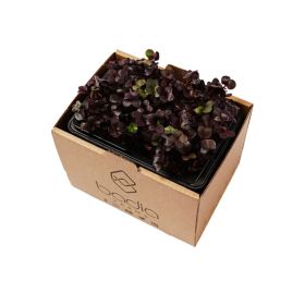 Badia Red Radish 2'S