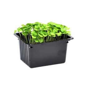 Badia Italian Basila 2'S