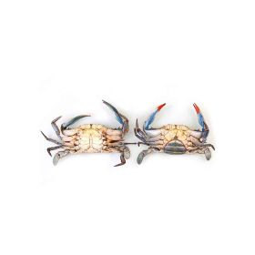 Blue Crab Female