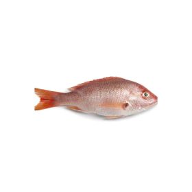 Red Snapper Fish