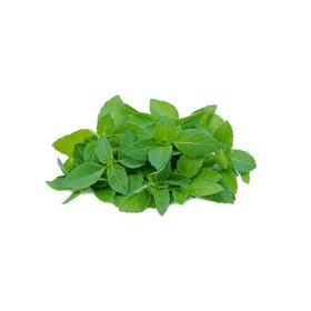 Holy Basil Thailand