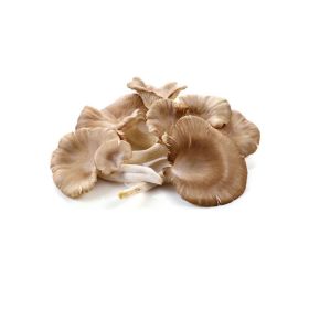 Mushroom Oyster Holland