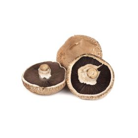 Mushroom Portabella Holland