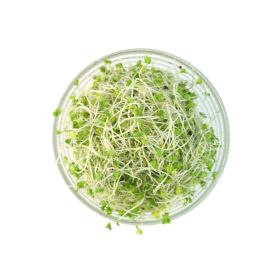 Broccoli Sprouts
