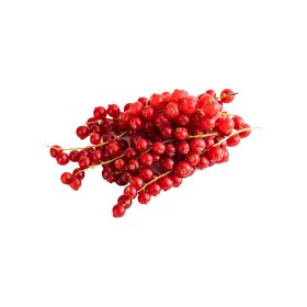 Red Currant Netherland