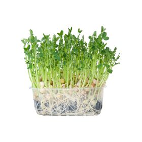 Snow Peas Sprouts Netherland