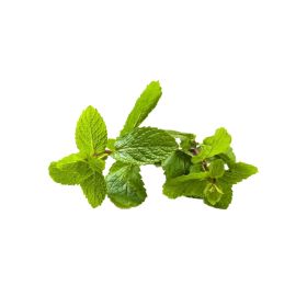 Organic Chocolate Mint