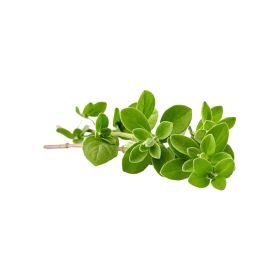 Organic Oregano