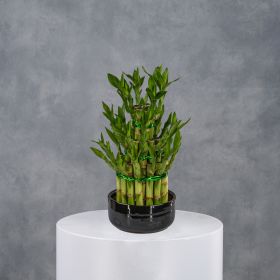 Three Layered Bamboo