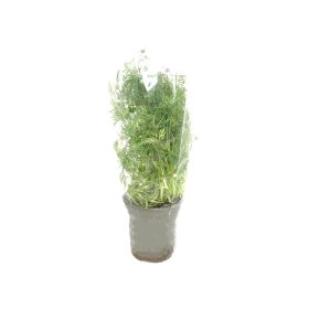 Dill Herb Pot