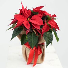 Poinsettia Plant in Jute with Ribbon