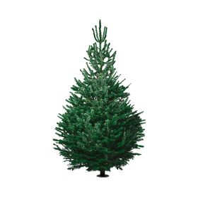 Nordmann Fir Super Premium Christmas Tree 5ft