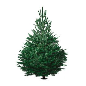 Nordmann Fir Super Premium Christmas Tree 7ft