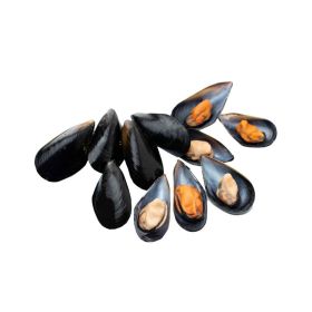 Cooked Australian Blue Mussels