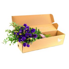 Purple Eustomas In Box - Medium