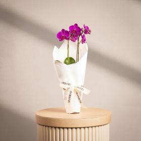 Mini Double Stem Purple Orchid