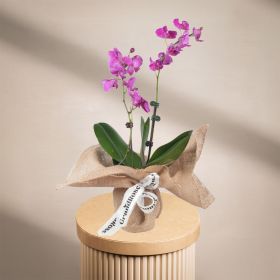 Mini Double Stem Purple Orchid