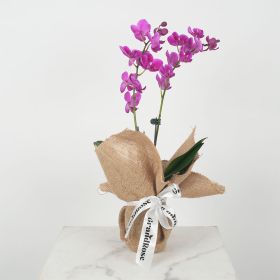 Mini Double Stem Purple Orchid