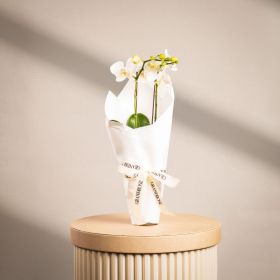 Mini Double Stem White Orchid