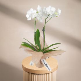 Mini Double Stem White Orchid