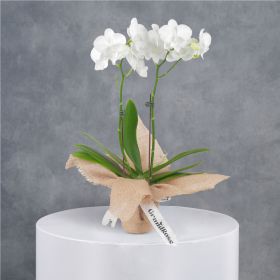 Mini Double Stem White Orchid