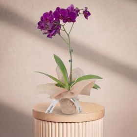 Mini Single Purple Orchid