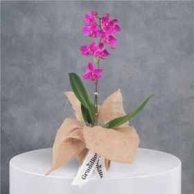 Mini Single Purple Orchid