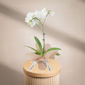 Mini Single White Orchid