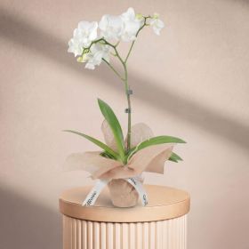 Mini Single White Orchid