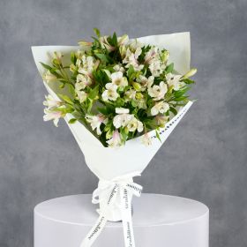 GrandRose Alstro Mania