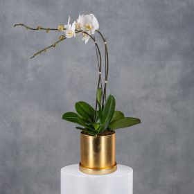 Royal Golden Whisper