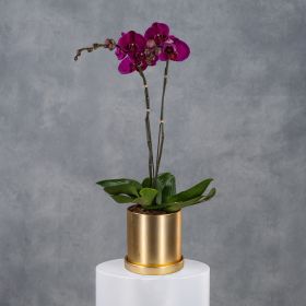 Royal Golden Serenade