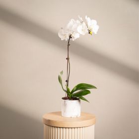 Silver Echoing Whisper