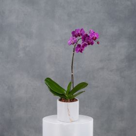 Silver Echoing Serenade