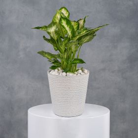 Emerald in White Sands