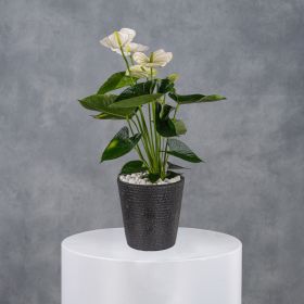 Midnight Enchantment