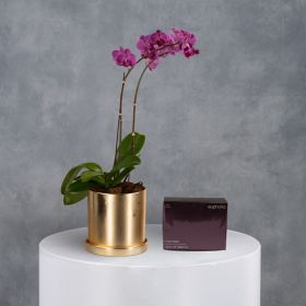 Golden Serenade with Calvin Klein for Her