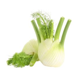 Fennel Netherland