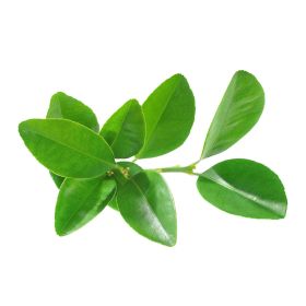 Lemon Leaves Thailand