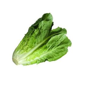 Lettuce Romaine Iran